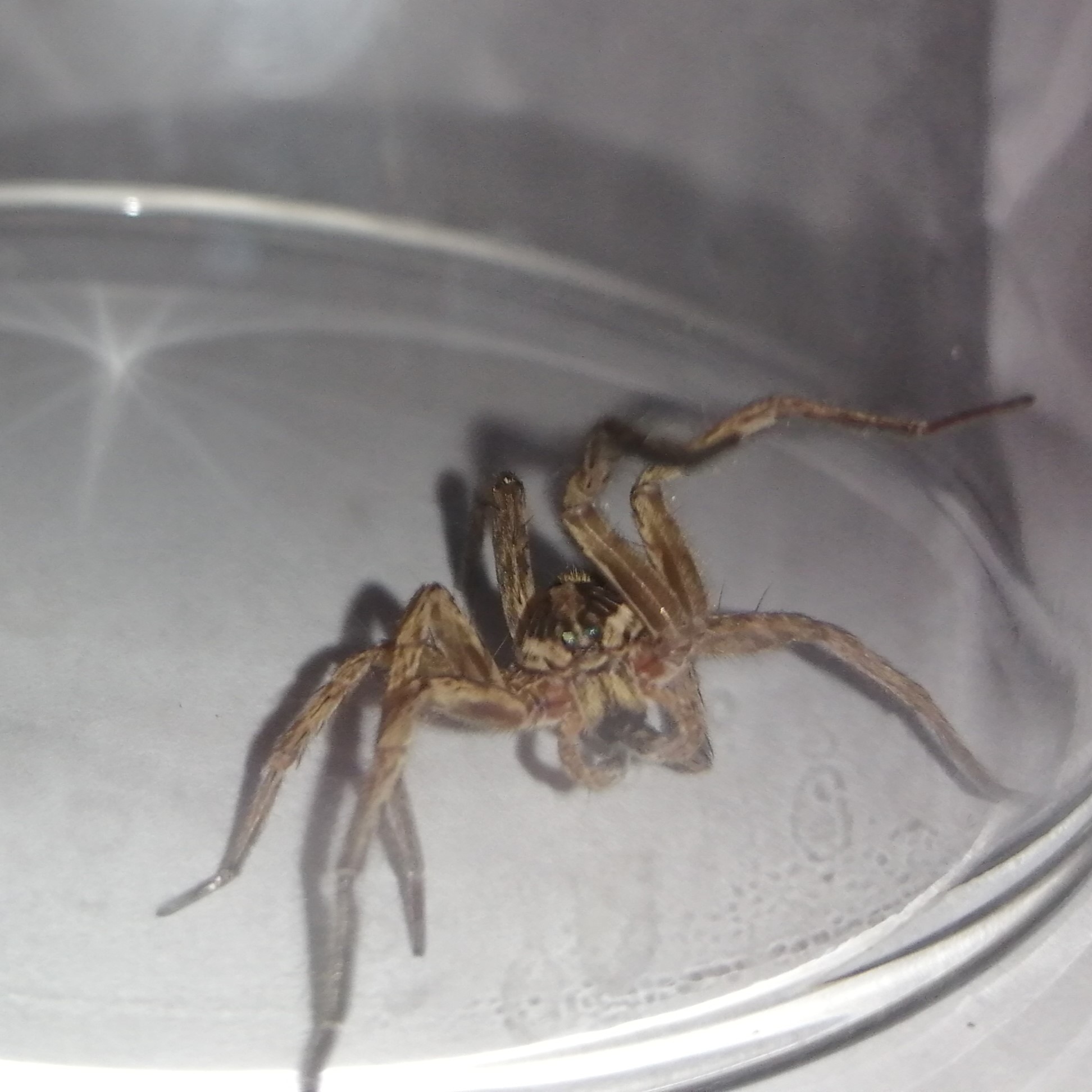 Alopecosa striatipes